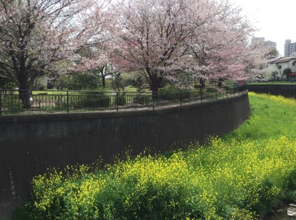 ローレルコート仙川(丸池雑木林公園)