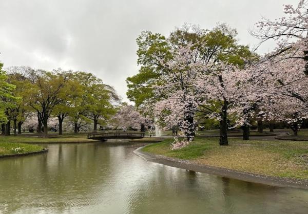 元代々木桜苑マンション(東京都立代々木公園)