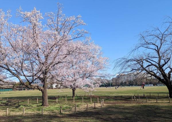 サンメゾン武蔵野緑町ガーデンハウス(武蔵野中央公園)