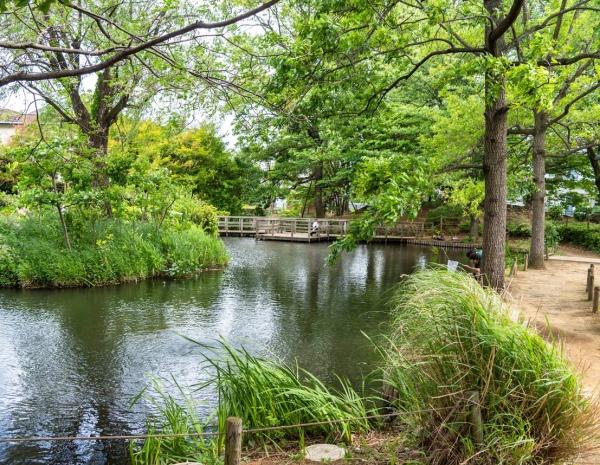 アデニウム吉祥寺(新川丸池公園)