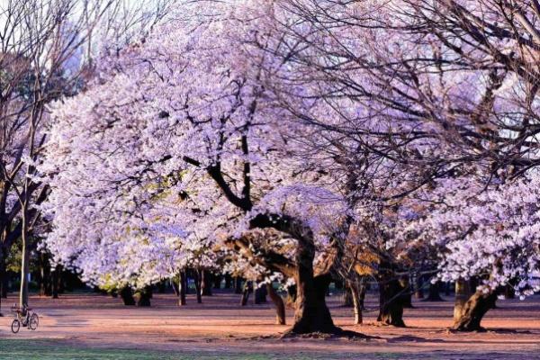 パークサイド白鳳代々木公園(東京都立代々木公園)