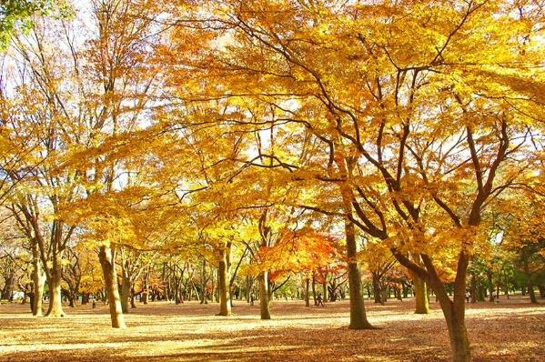 パークサイド白鳳代々木公園(その他)