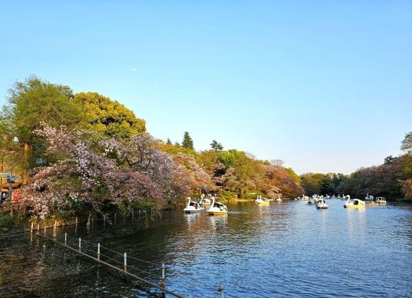三鷹市下連雀3丁目の中古一戸建て(井の頭恩賜公園)