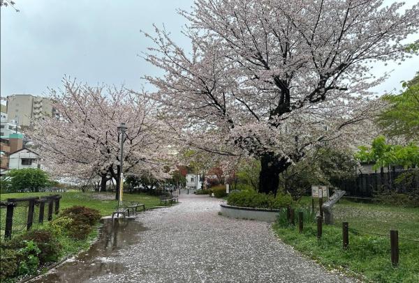 新宿区四谷４丁目の中古一戸建て(新宿区立富久さくら公園)