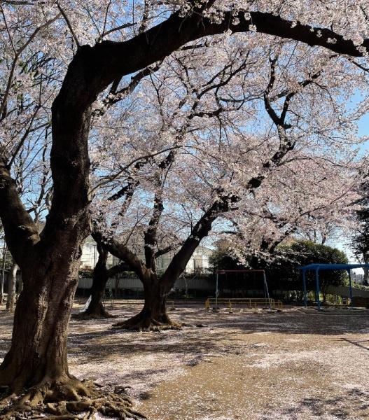 世田谷区深沢１丁目の中古一戸建て(宮前公園)