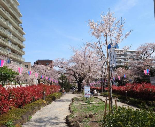 ルジェンテ小石川播磨坂(播磨坂さくら並木)