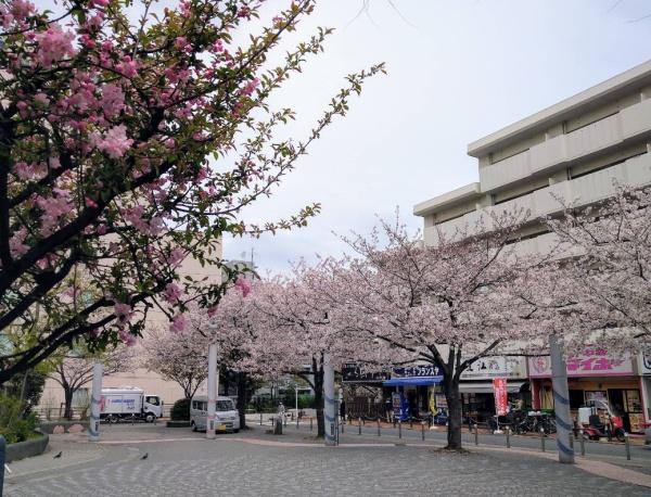 ハイネス巣鴨(染井吉野桜記念公園)