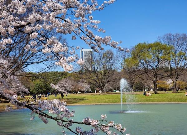 プラネスーペリア代々木参宮橋(東京都立代々木公園)