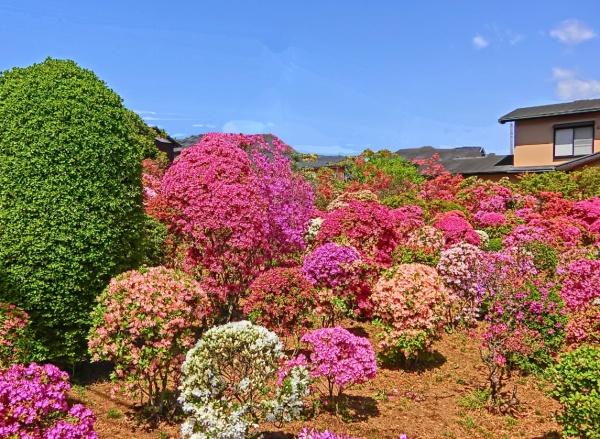 セルテシティオ世田谷烏山(西沢つつじ園)