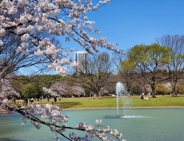 アーバンパレス参宮橋(東京都立代々木公園)
