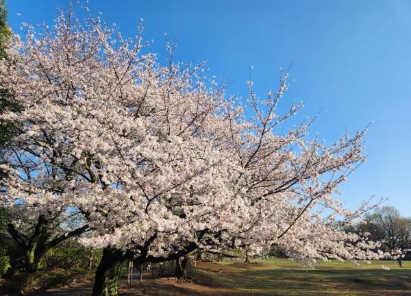 ＯＰＵＳ(立野公園)