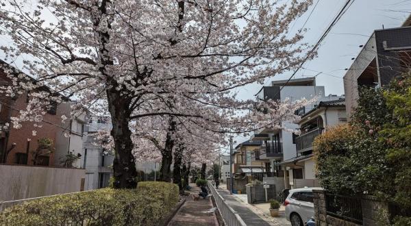 インペリアル八雲ハイム(呑川駒沢支流緑道)