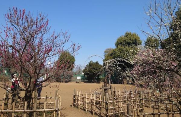 秀和若林レジデンス(羽根木公園)
