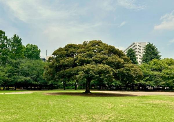 練馬区春日町６丁目の中古一戸建て(夏の雲公園)