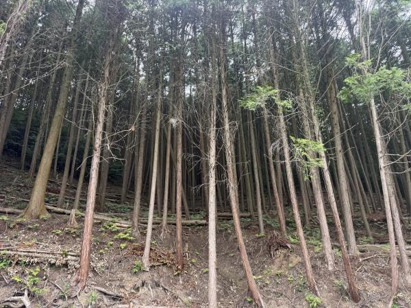 丹波篠山市油井の土地
