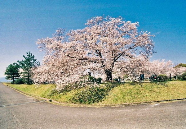 守山市立田町の中古一戸建て(笠原桜公園)