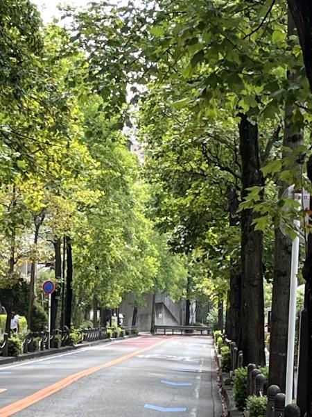 宮前平グリーンハイツ５１号棟(並木道で宮前平駅へ)