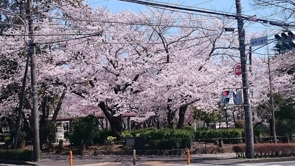 藤沢市石川1丁目の土地(桐原公園)