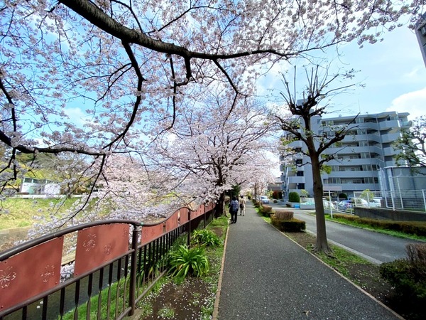 グレイス湘南台第２(引地川沿いの歩道(円行2丁目10付近))