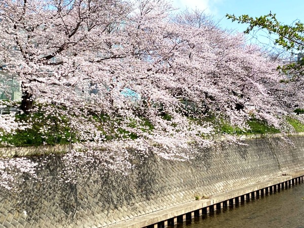 エスタテラ湘南台マウンテンコート(引地川の桜(湘南台高校付近))
