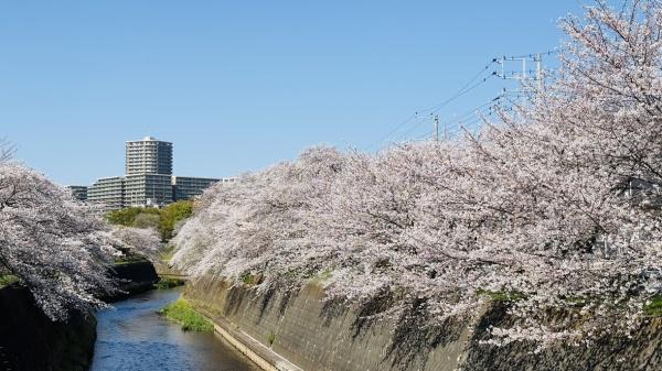 藤沢市円行の土地(引地川沿い　桜並木)