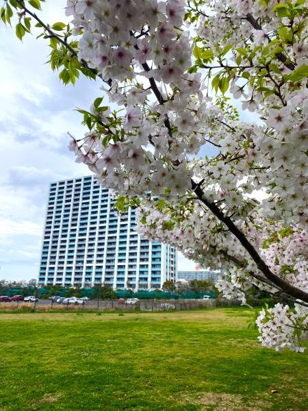 グランスイートブルー