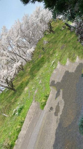 東伯郡湯梨浜町大字松崎の土地(桜並木)