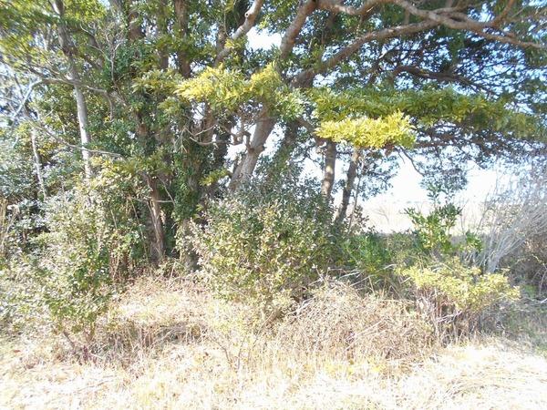 長生郡白子町古所の土地