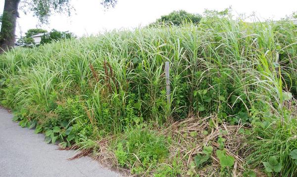 茂原市早野の土地