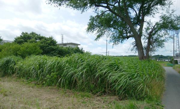 茂原市早野の土地