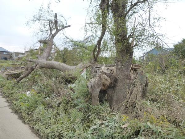 茂原市早野の土地