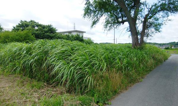 早野（ハヤノ）280　土地
