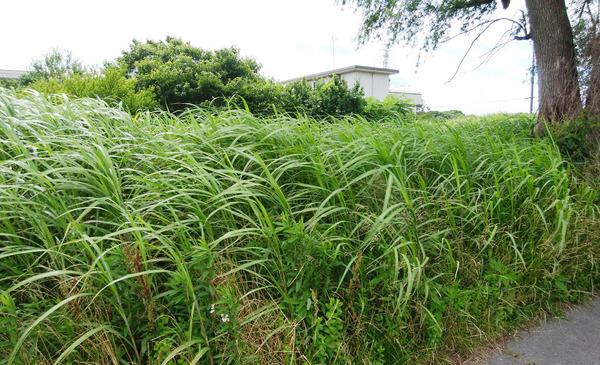 茂原市早野の土地