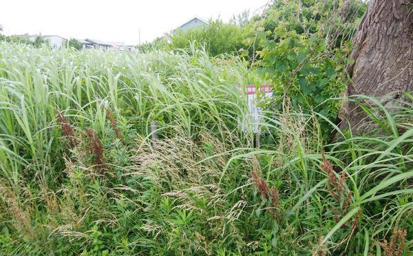 茂原市早野の土地