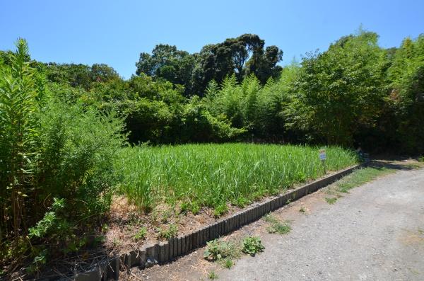 長生郡白子町八斗の土地