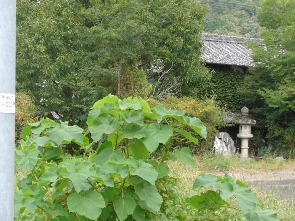 亀岡市保津町観音寺の土地