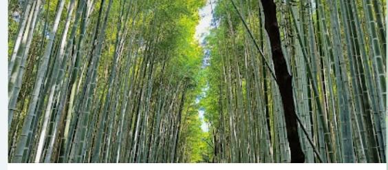 京都市右京区嵯峨天龍寺椎野町の中古一戸建て(竹の小道)