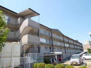 グローバル野路