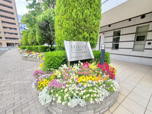 アデニウム新横浜