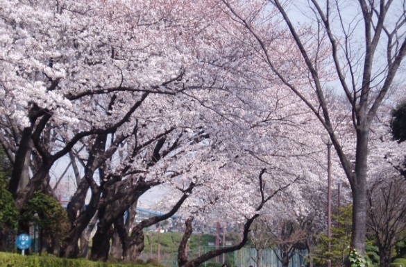 横浜市保土ケ谷区常盤台の中古一戸建て(三ツ沢公園)