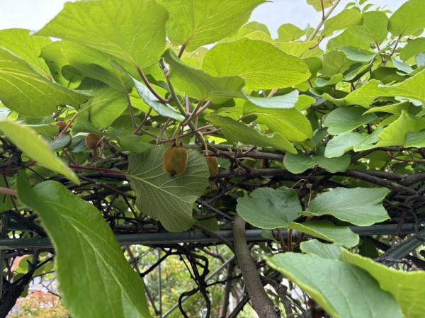 名張市つつじが丘南５番町の土地
