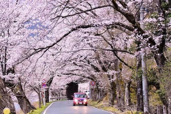 高島市今津町深清水の土地(海津大崎)
