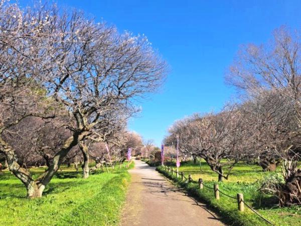 越谷市大字大林の中古一戸建て(越谷梅林公園)