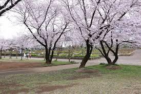 さいたま市中央区本町西3期 全5棟 C号棟(与野公園)