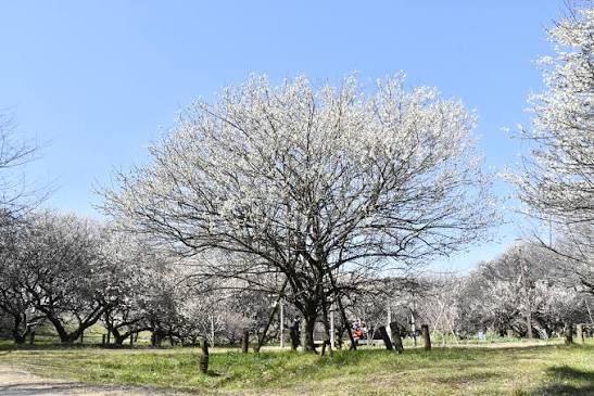 越谷市大字大林の中古一戸建て(梅林公園)