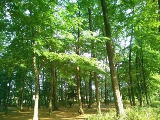 川越市南大塚6丁目の土地(市民の森第7号)