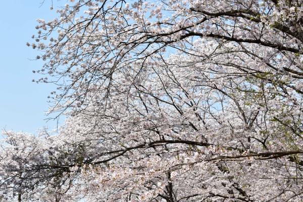 四街道市四街道3丁目新築一戸建て(四街道中央公園)