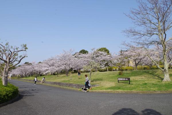 千葉市中央区矢作町の土地(県立青葉の森公園)
