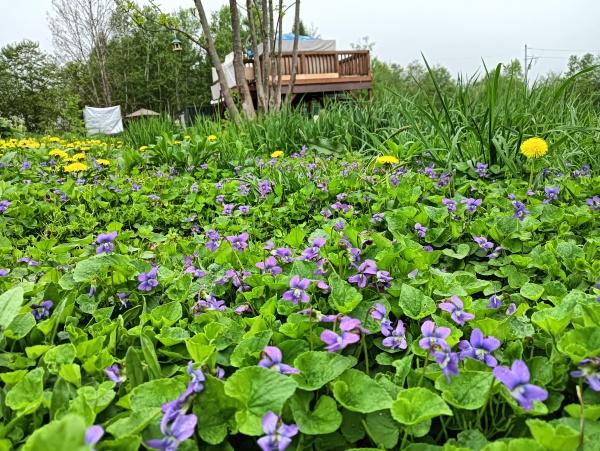 虻田郡ニセコ町字福井の土地