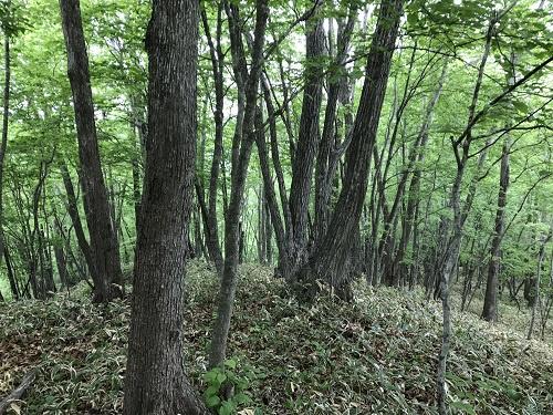 中川郡池田町字東台の土地